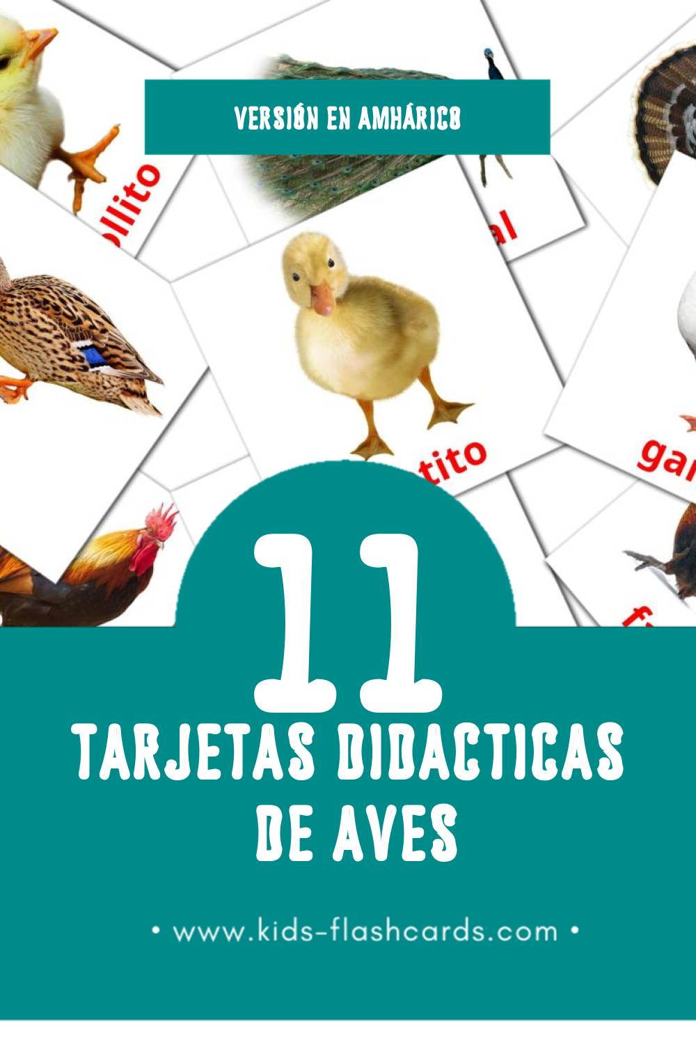 Tarjetas visuales de Aves da quinta para niños pequeños (29 tarjetas en Amhárico)
