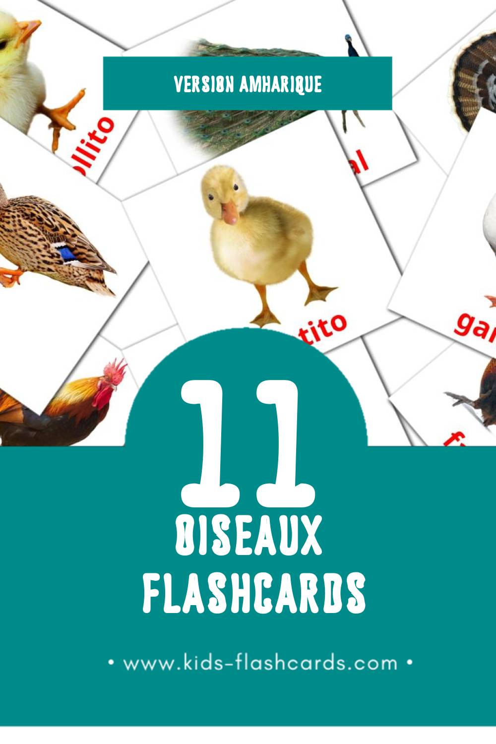 Flashcards Visual Aves da quinta pour les tout-petits (29 cartes en Amharique)
