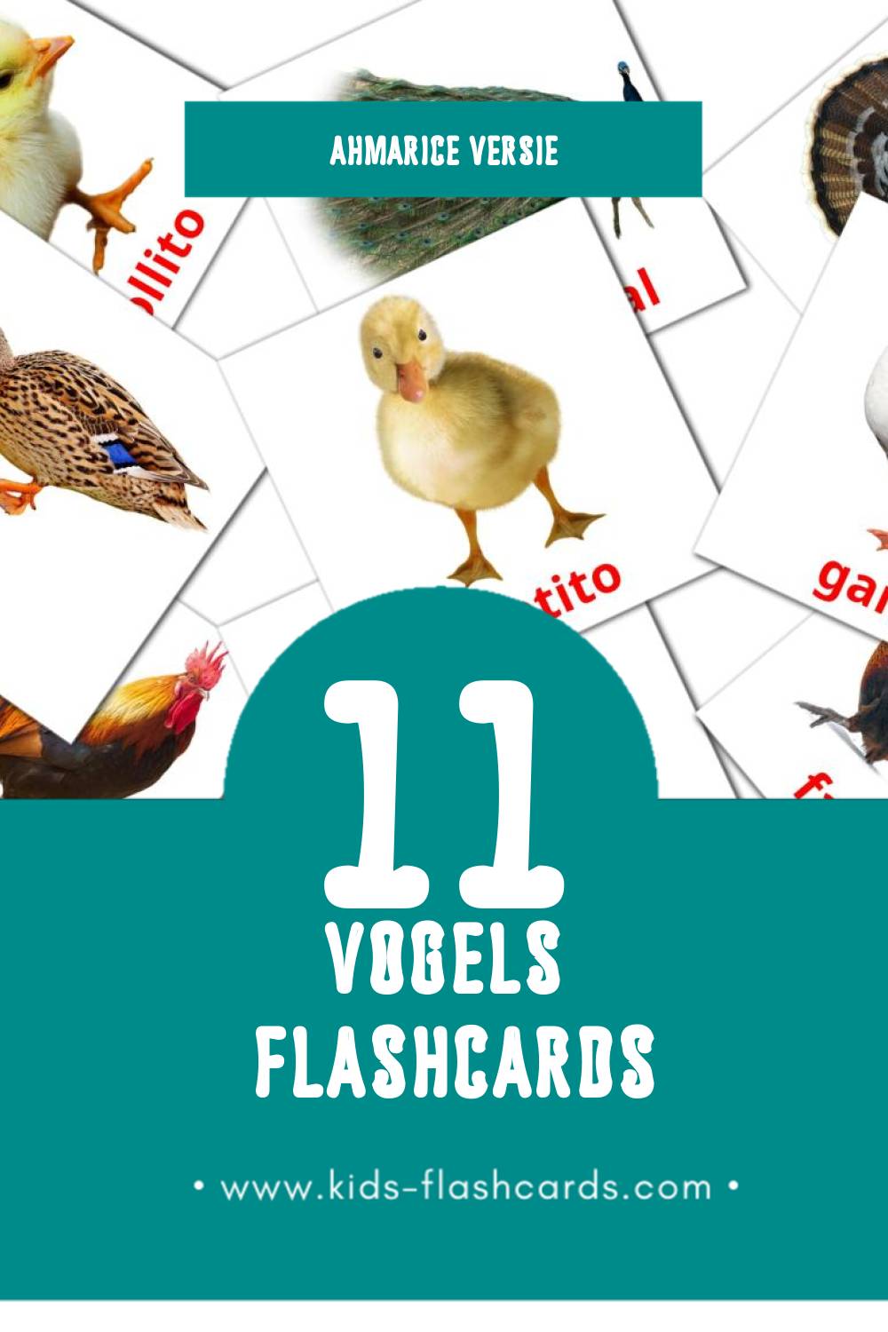 Visuele Aves da quinta Flashcards voor Kleuters (29 kaarten in het Ahmaric)