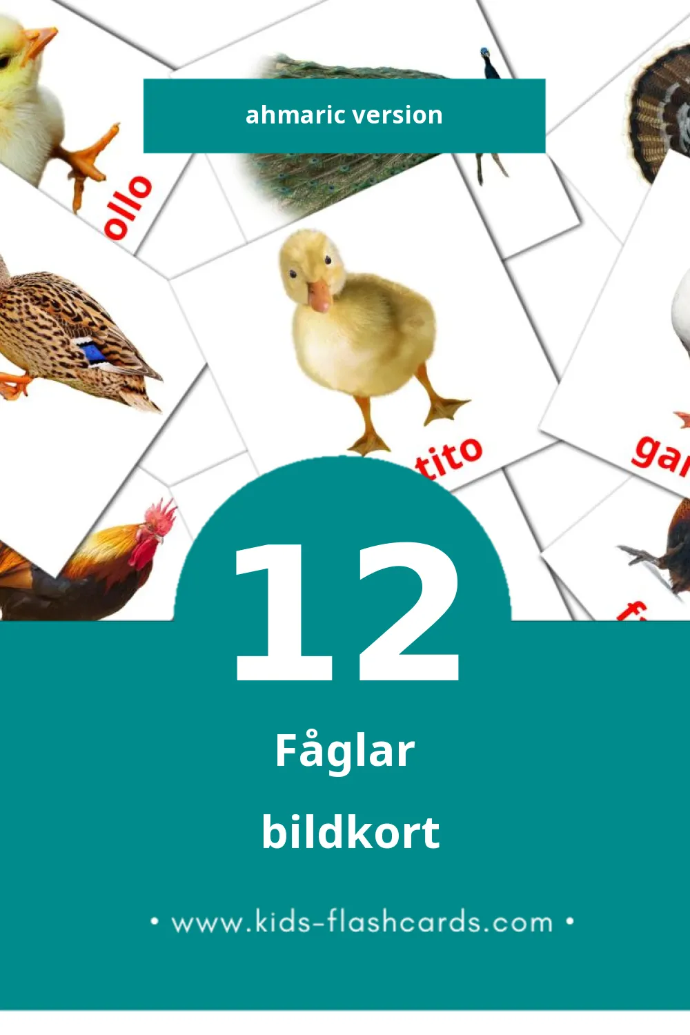 Visuella aves för småbarn (12 bildkort för barn på Ahmaric)