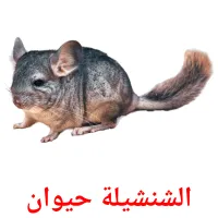 الشنشيلة حيوان picture flashcards