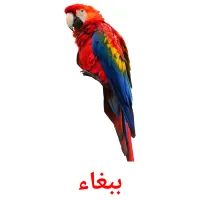 ببغاء picture flashcards