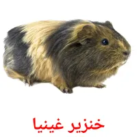 خنزير غينيا picture flashcards