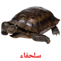 سلحفاء picture flashcards