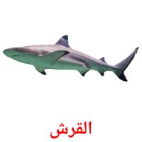 القرش picture flashcards
