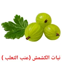 نبات الكشمش (عنب الثعلب ) Bildkarteikarten