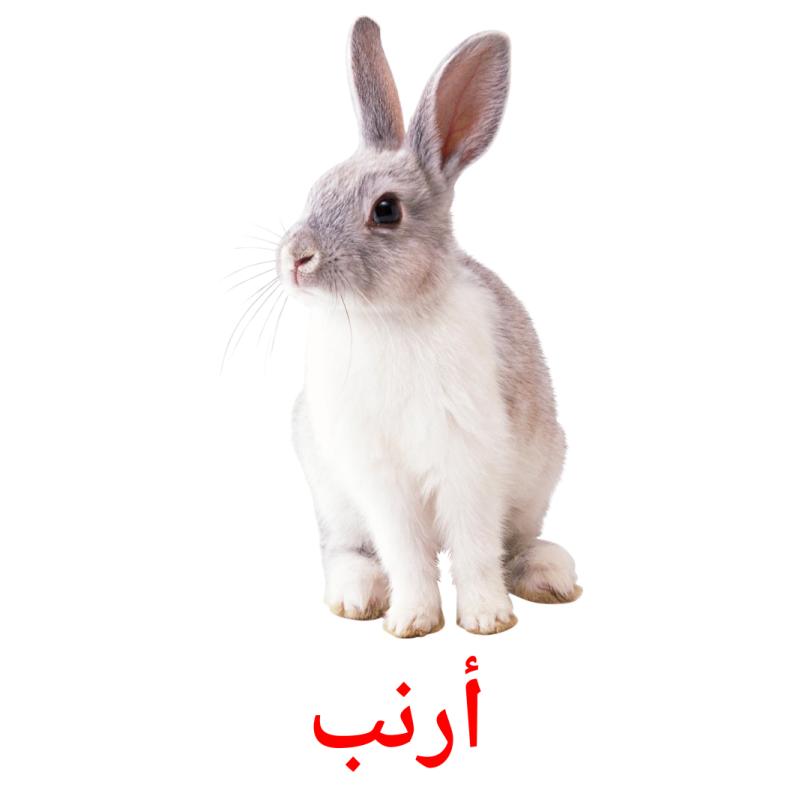 أرنب picture flashcards