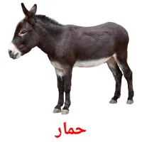 حمار picture flashcards