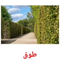 طوق picture flashcards