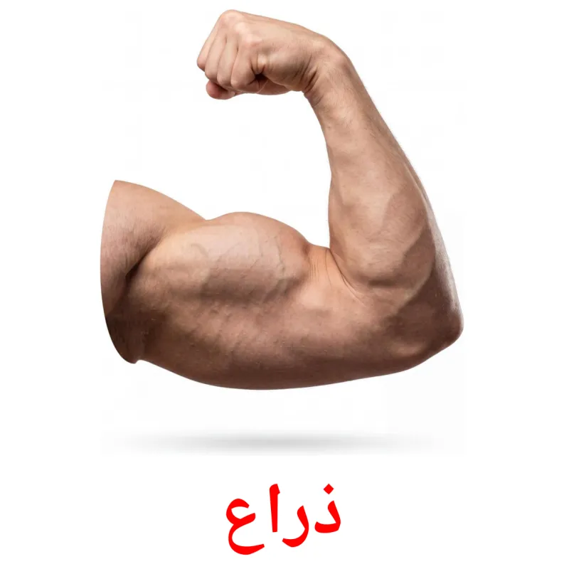 26 FREE Body Parts Flashcards | PDF | Arabic Words