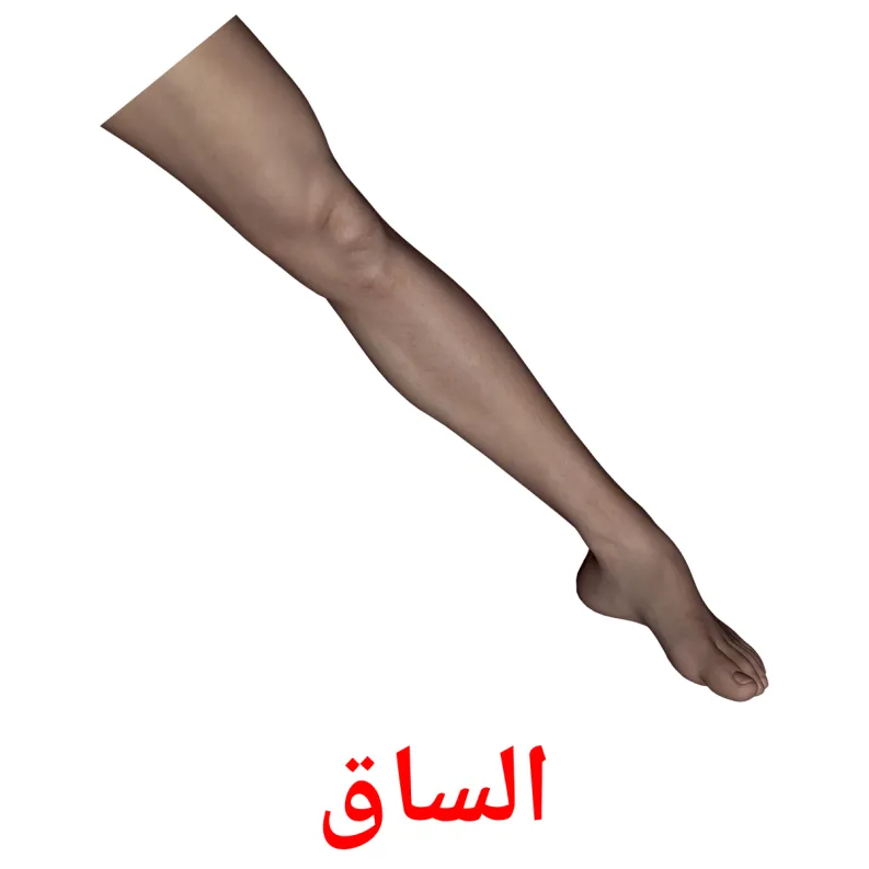 26 FREE Body Parts Flashcards PDF Arabic Words