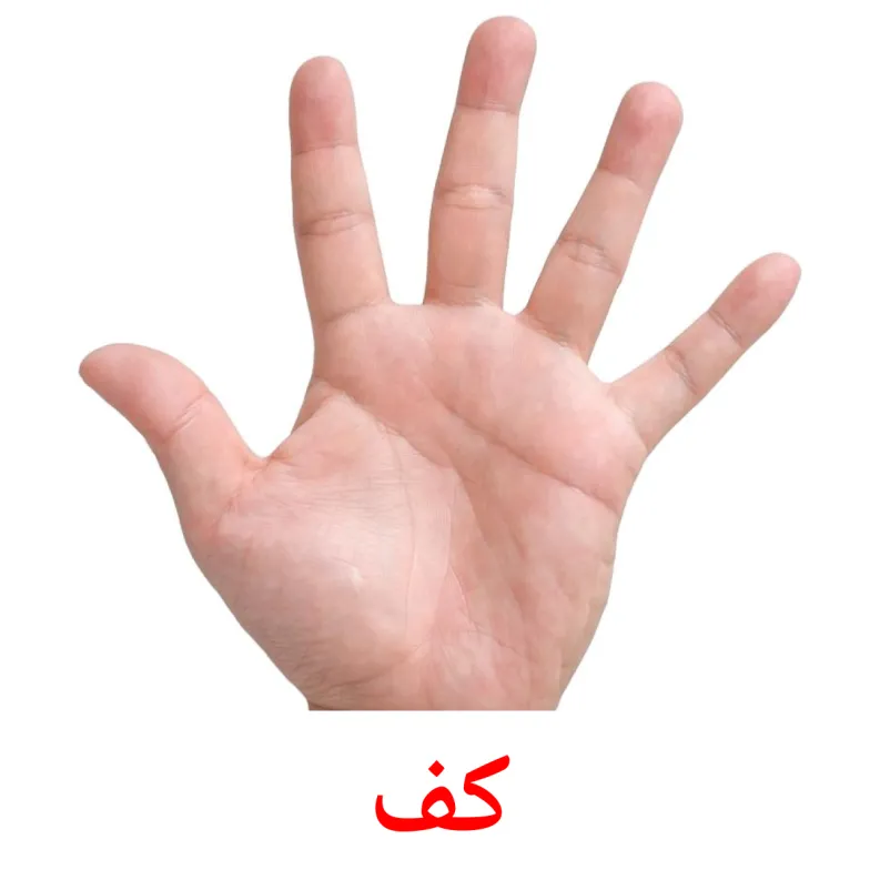 26 FREE Body Parts Flashcards PDF Arabic Words