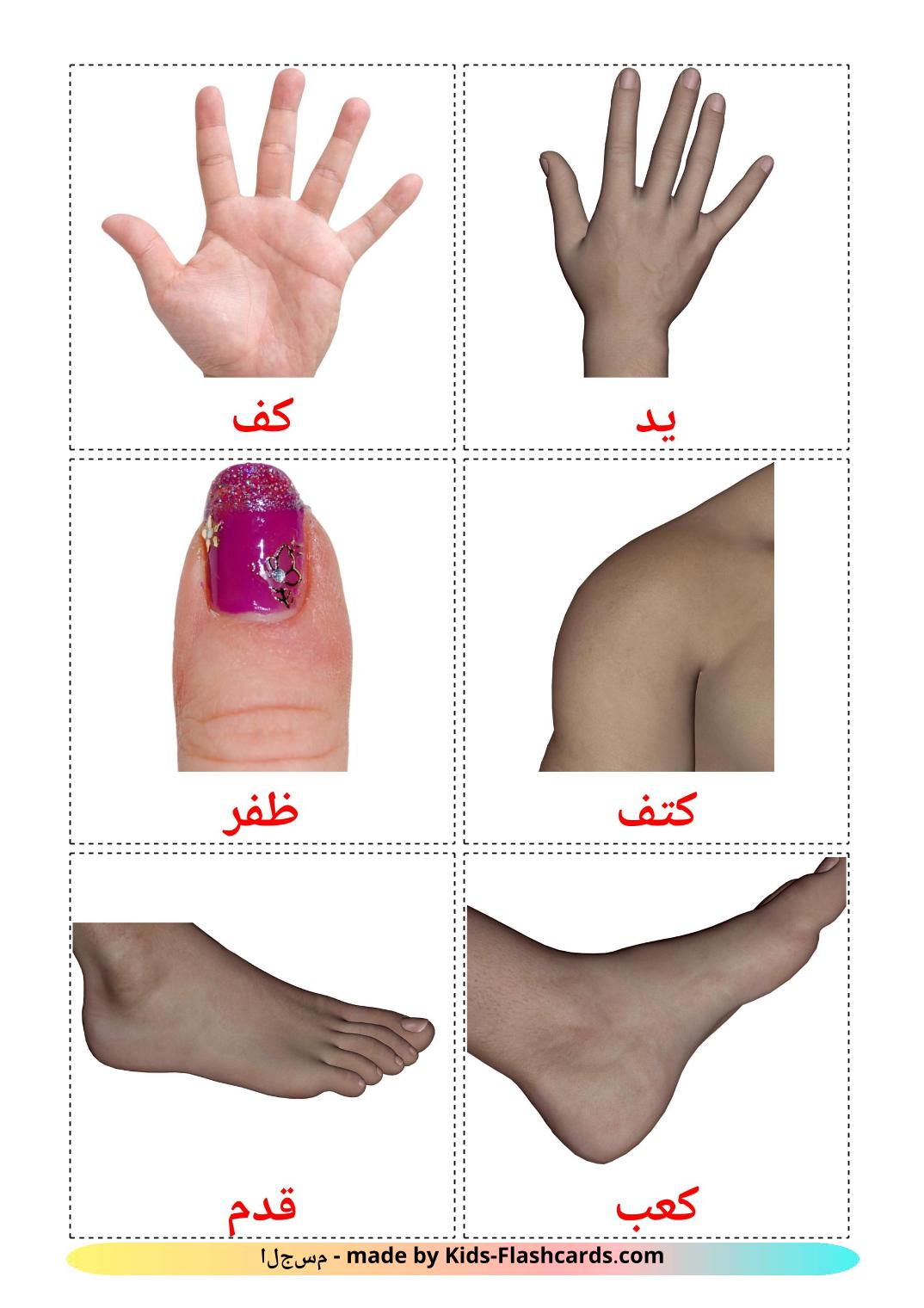 Body Parts - 26 Free Printable arabic Flashcards 