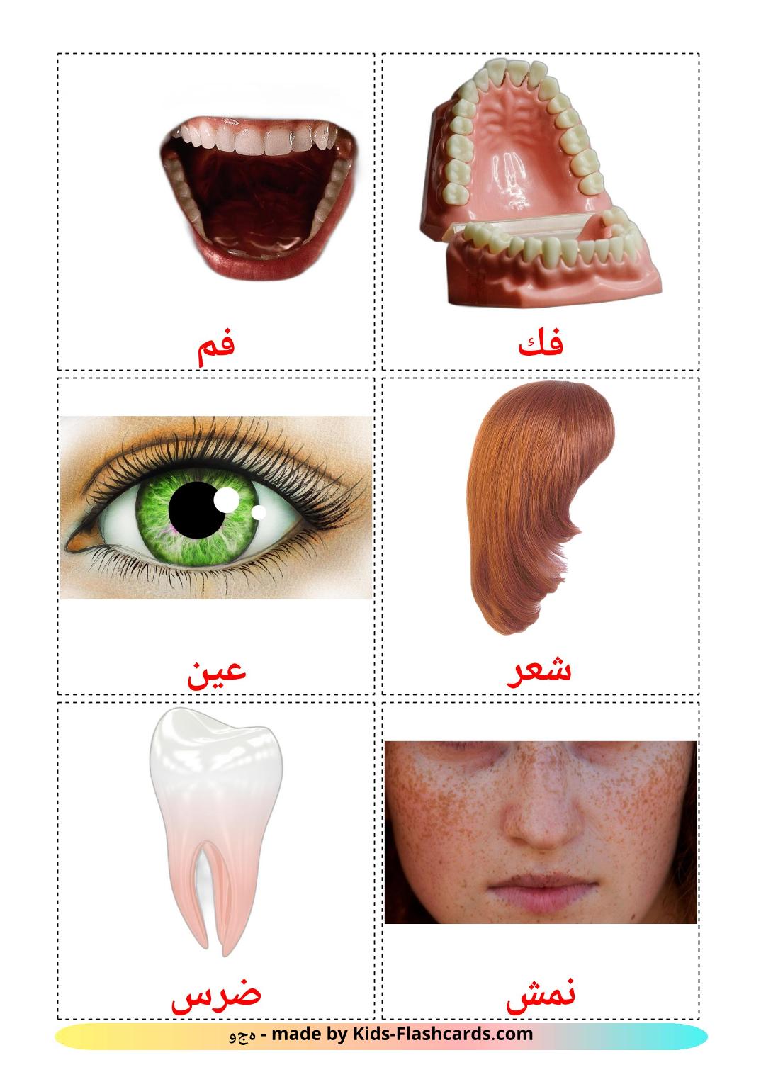 Gesicht - 20 kostenlose, druckbare Arabisch Flashcards 