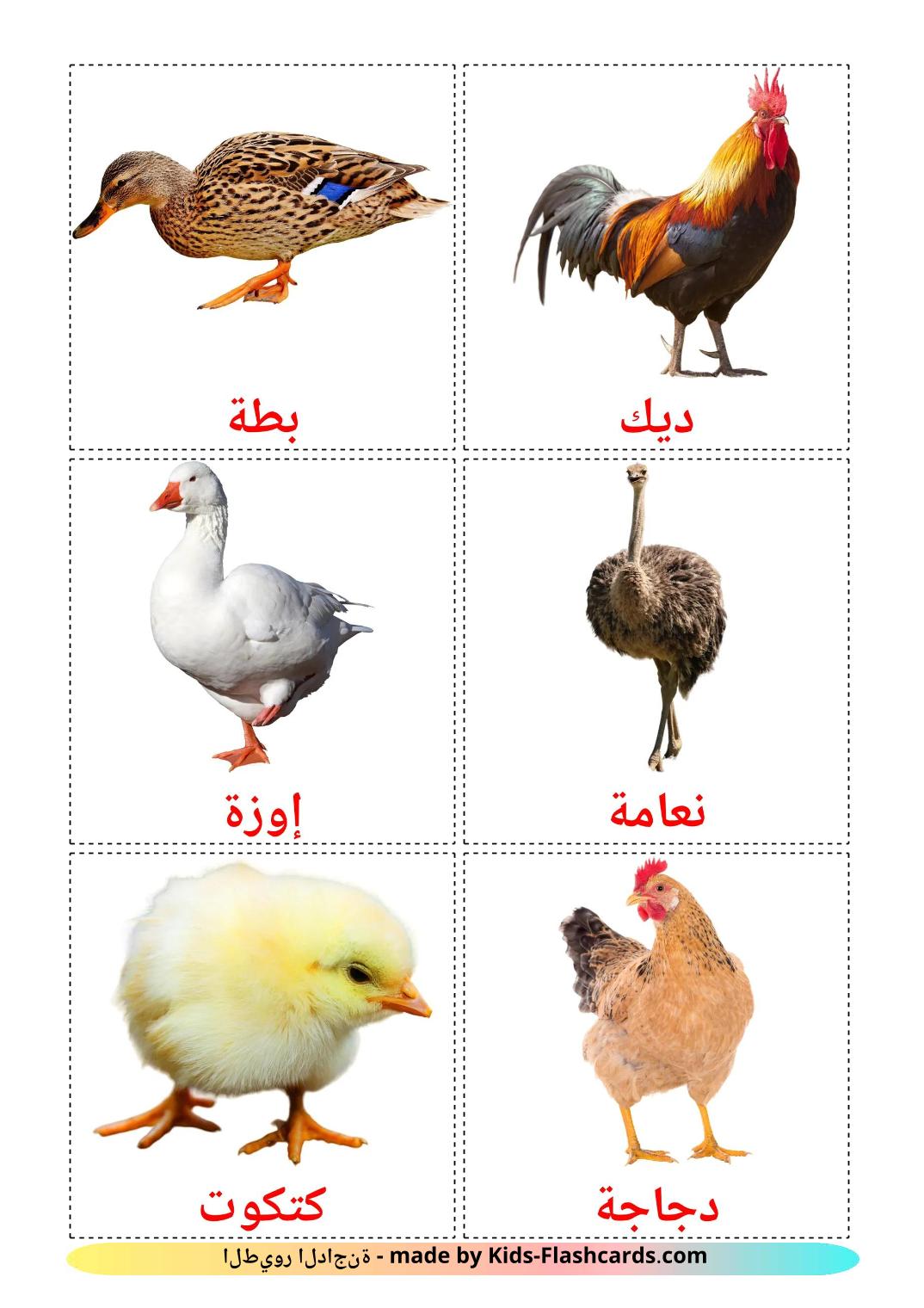 Farm birds - 12 Free Printable arabic Flashcards 