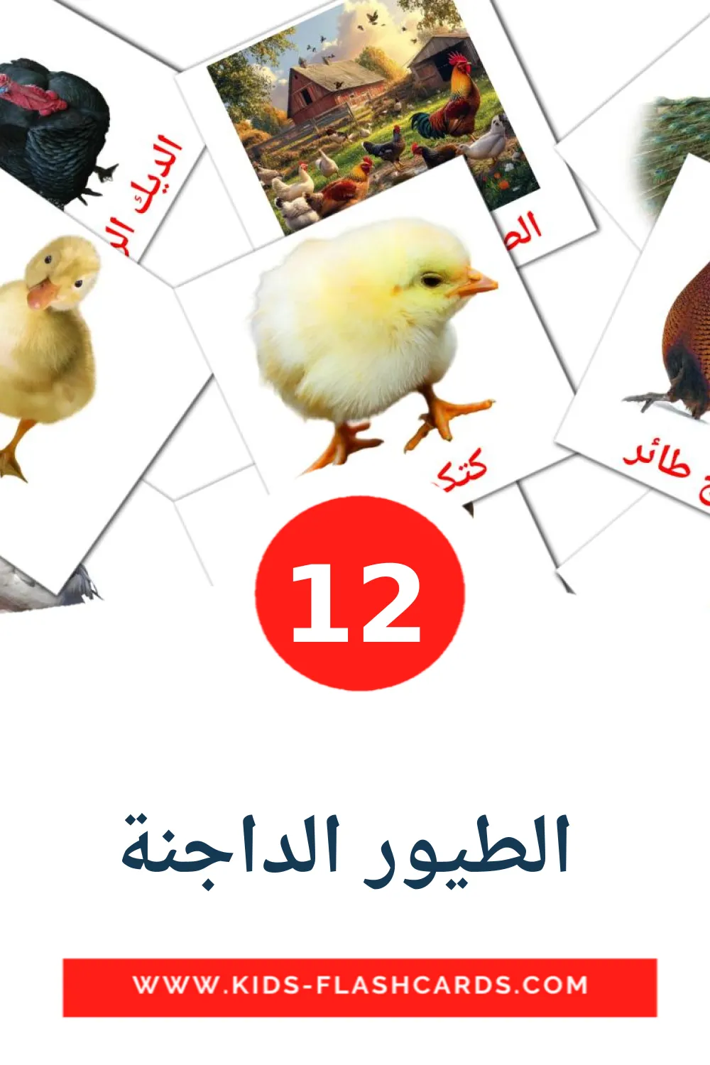 12  الطيور الداجنة Picture Cards for Kindergarden in arabic