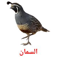 السمان card for translate
