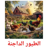 الطيور الداجنة picture flashcards