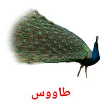 طاووس Bildkarteikarten