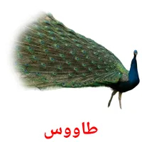 طاووس picture flashcards