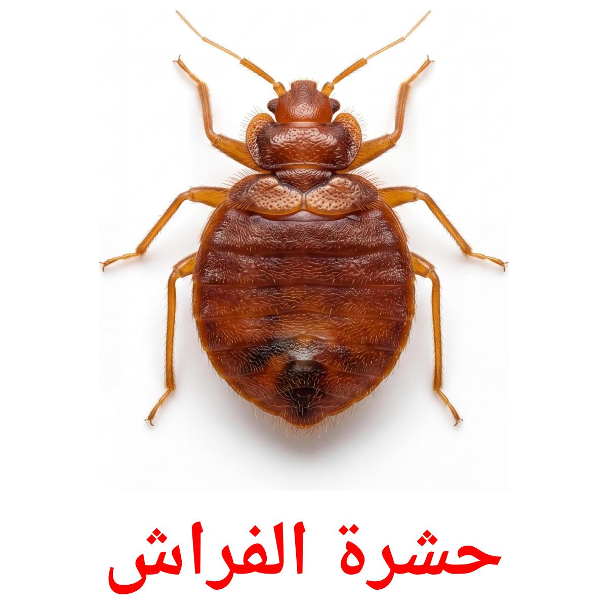 24 Printable Insects Flashcards in Arabic (Free PDF)