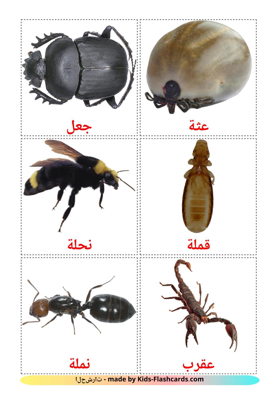 Insects - 23 Free Printable arabic Flashcards 