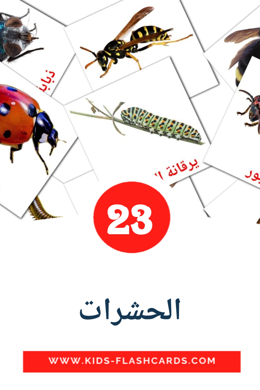 23 الحشرات Picture Cards for Kindergarden in arabic