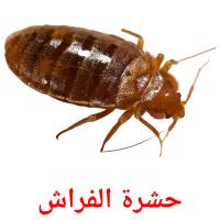 حشرة الفراش card for translate