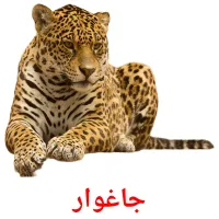 جاغوار picture flashcards