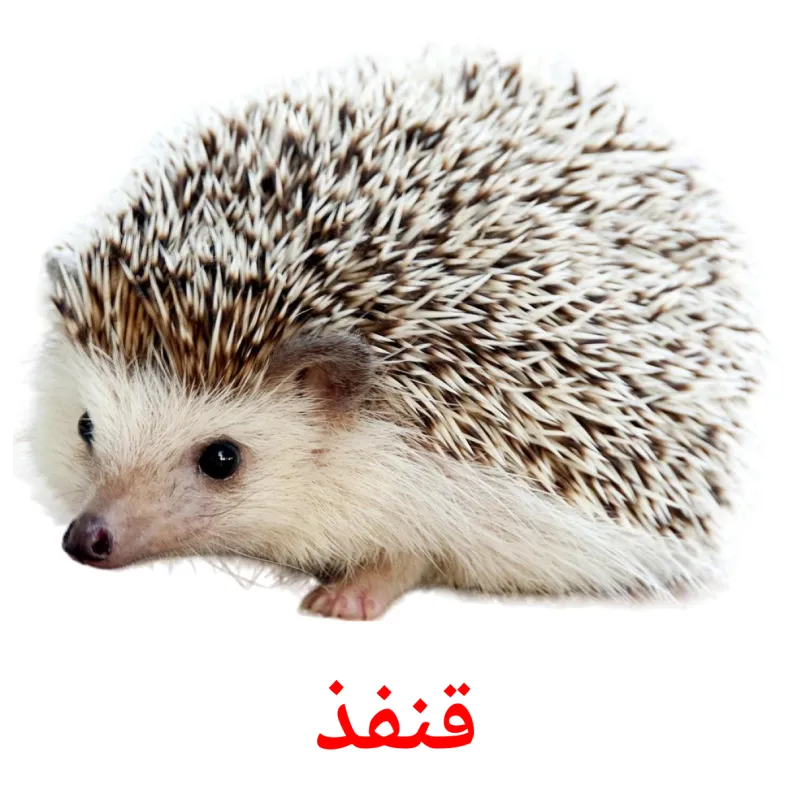 22 FREE Forest animals Flashcards PDF Arabic Words