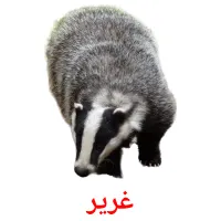 غرير picture flashcards