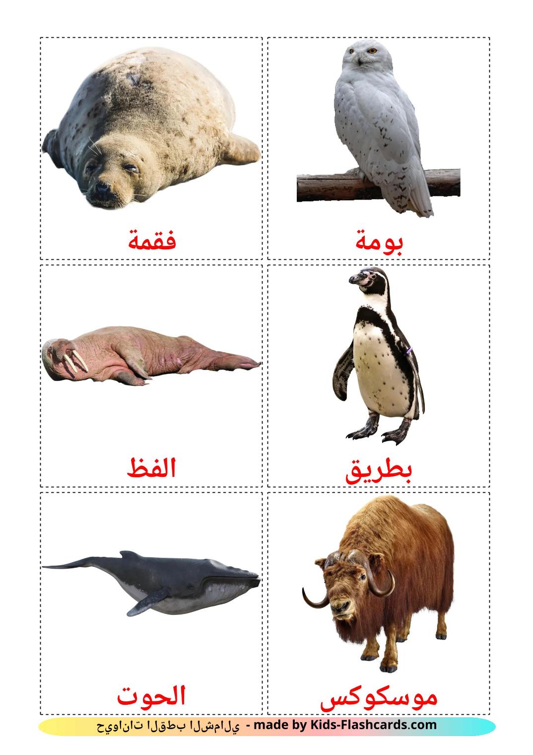 Arctic animals - 15 Free Printable arabic Flashcards 