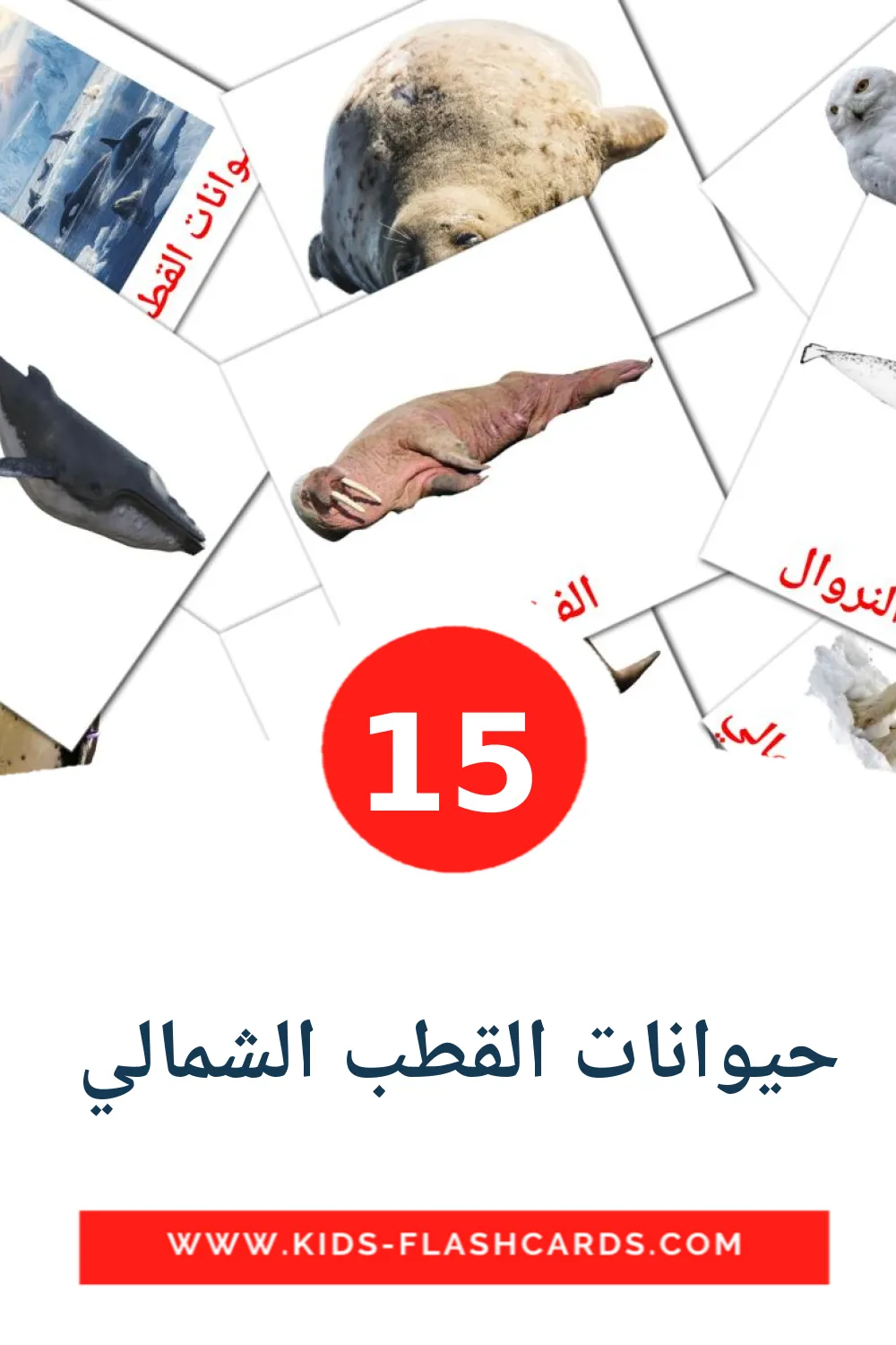 15 حيوانات القطب الشمالي  Picture Cards for Kindergarden in arabic