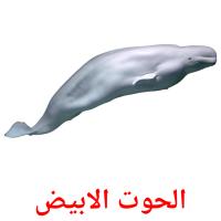 الحوت الابيض picture flashcards