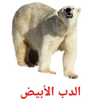 الدب الأبيض picture flashcards