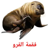 فقمة الفرو picture flashcards