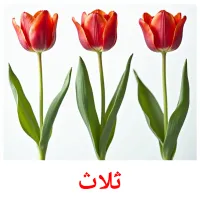 ثَلاث picture flashcards