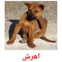 اهرش picture flashcards