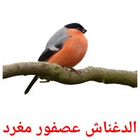 الدغناش عصفور مغرد card for translate