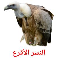 النسر الأقرع card for translate