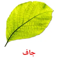 جاف flashcards illustrate