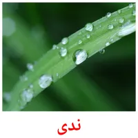 ندى picture flashcards