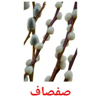 صفصاف cartões com imagens