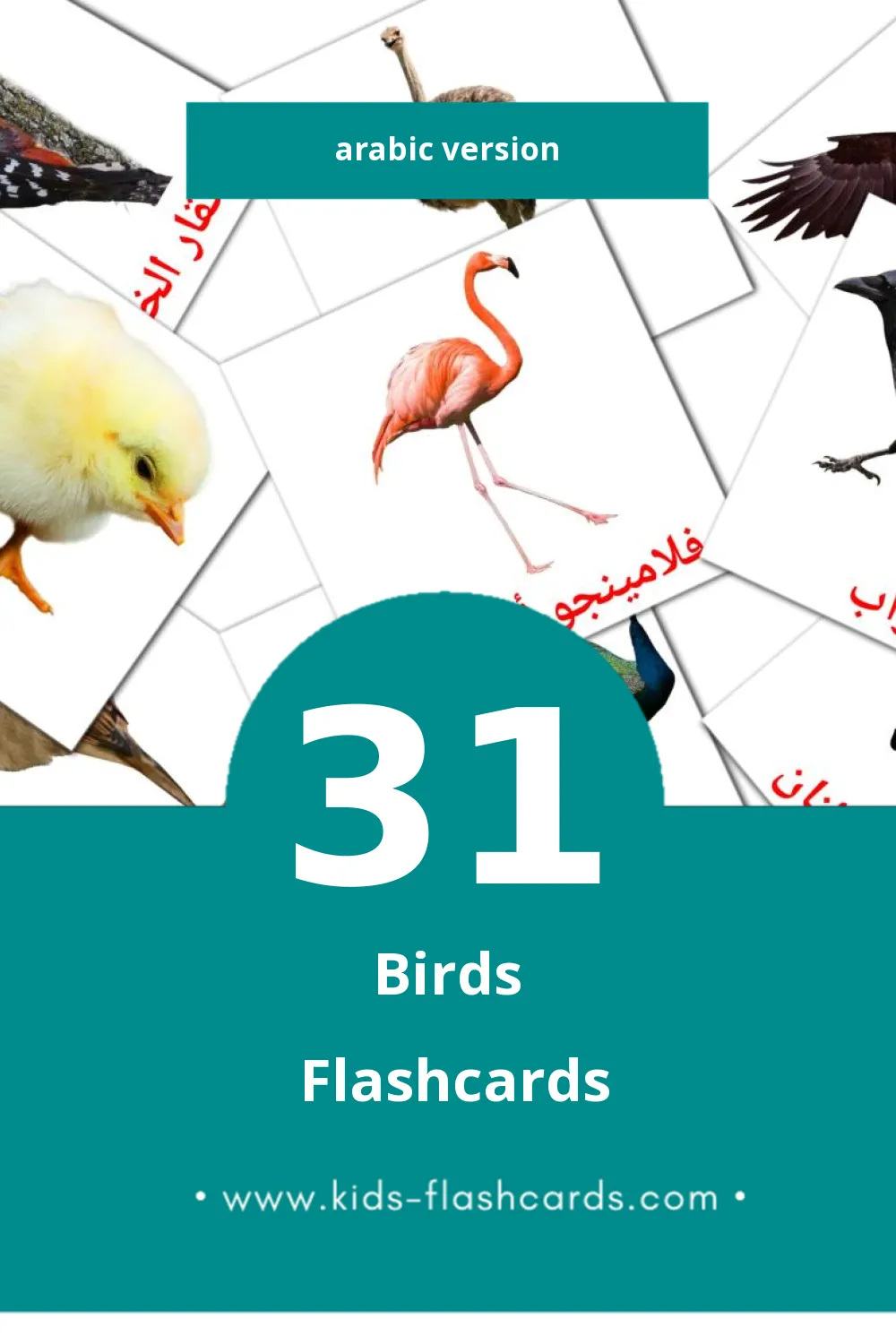 Visual رويط Flashcards for Toddlers (31 cards in Arabic)