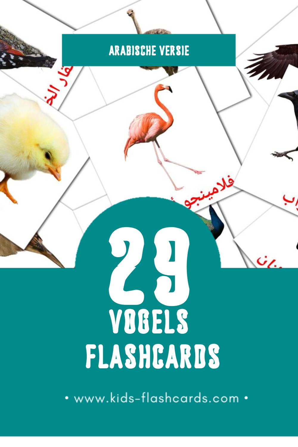 Visuele رويط Flashcards voor Kleuters (29 kaarten in het Arabisch)