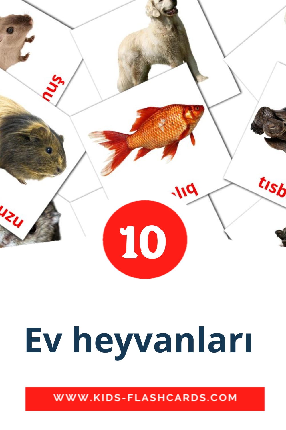 10 cartes illustrées de Ev heyvanları  pour la maternelle en azerbaïdjanais