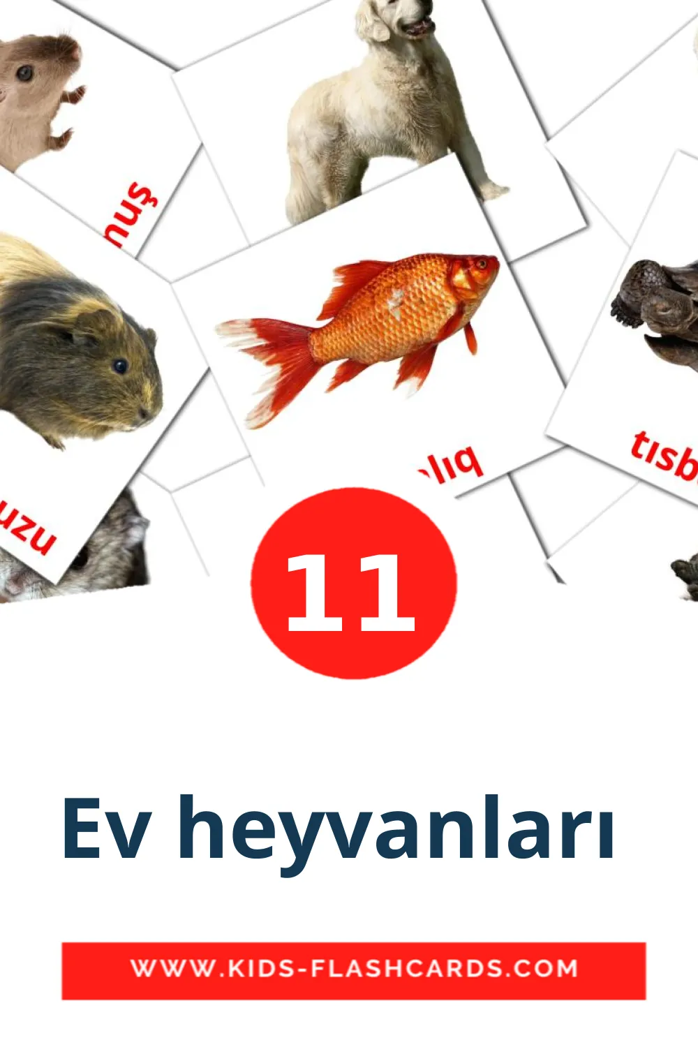 11 tarjetas didacticas de Ev heyvanları  para el jardín de infancia en azerbaiyano