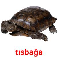 tısbağa card for translate