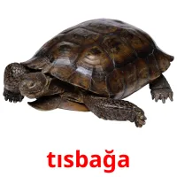 tısbağa Tarjetas didacticas