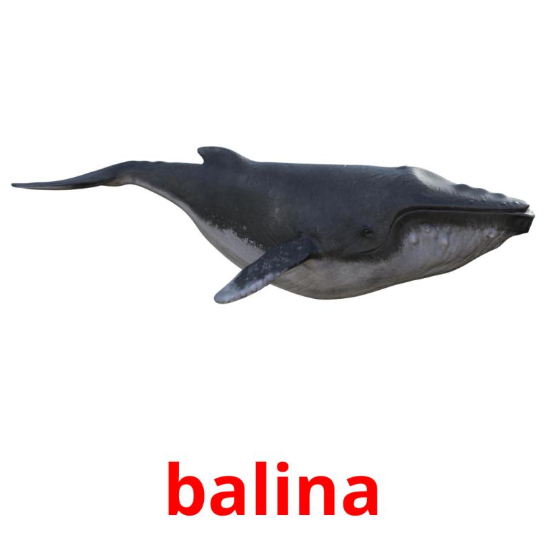 balina picture flashcards